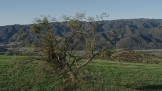AX70_148 - 4K aerial stock footage Flyby hilltop tree to reveal farms and mountains in Paicines, California