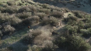 AX70_149 - 4K aerial stock footage Track wild boar running over a hilltop in Paicines, California