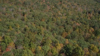 AX91_165 - 4K aerial stock footage of flying over lush forest in autumn, Lake Gallard, Connecticut