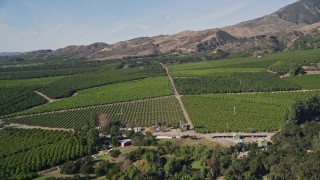 AXSF01_007 - 5K aerial stock footage of flying over greenhouses, revealing fields of orchards at farms, Fillmore, California