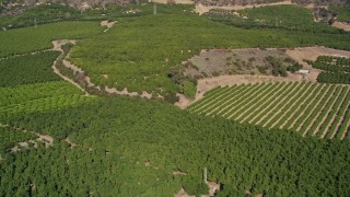 AXSF01_008 - 5K aerial stock footage of flying by fields of orchards on farms, Fillmore, California