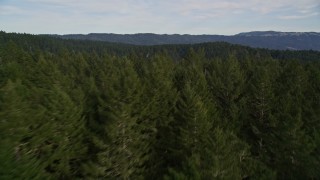 AXSF06_065 - 5K aerial stock footage of flying over evergreen forest and mountains at Point Reyes National Seashore, Olema, California