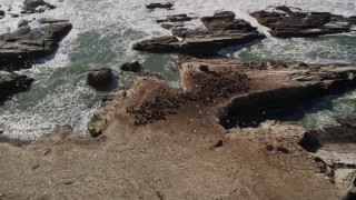 AXSF15_077 - 5K aerial stock footage of orbiting seals and sea lions on Año Nuevo Island, California