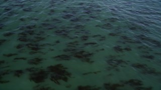 AXSF15_092 - 5K aerial stock footage of flying over kelp forests, tilt to reveal coastline, Santa Cruz, California