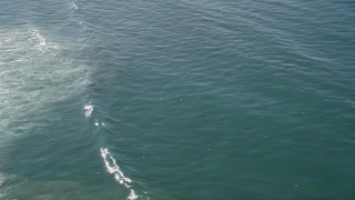 AXSF15_114 - 5K aerial stock footage orbit seals and seagulls in the ocean, Moss Landing, California