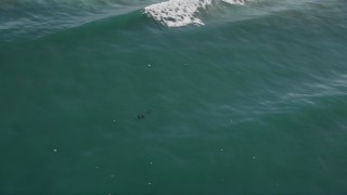 AXSF15_115 - 5K aerial stock footage of seagulls and seals swimming in the ocean, Moss Landing, California