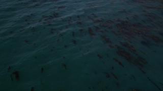 AXSF16_077 - 5K aerial stock footage of circling kelp floating in the ocean, Big Sur, California
