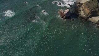 AXSF16_096 - 5K aerial stock footage of tracking flocks of seagulls flying over the ocean near coast, Big Sur, California