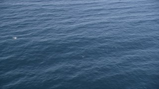 AXSF16_133 - 5K aerial stock footage of circling dolphins swimming in the Pacific Ocean, California