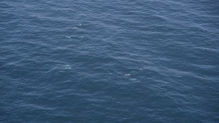 AXSF16_134 - 5K aerial stock footage of orbiting around several dolphins swimming in the Pacific Ocean, California