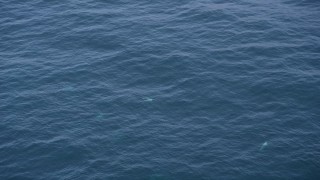 AXSF16_135 - 5K aerial stock footage of several dolphins swimming in the Pacific Ocean, California