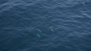 AXSF16_136 - 5K aerial stock footage of four dolphins swimming in the Pacific Ocean, California