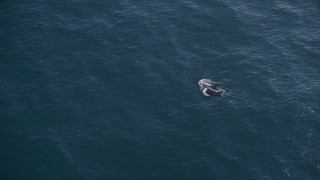AXSF16_137 - 5K aerial stock footage of zooming in on two dolphins swimming in the Pacific Ocean, California