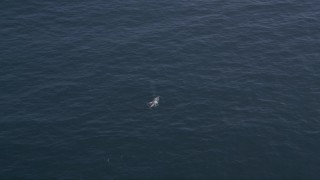 AXSF16_138 - 5K aerial stock footage flying over a whale coming up for air, Pacific Ocean