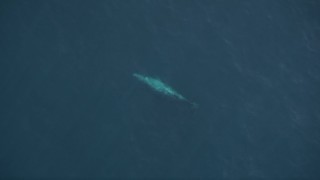 AXSF16_139 - 5K aerial stock footage bird's eye view of a whale swimming beneath ocean surface, Pacific Ocean