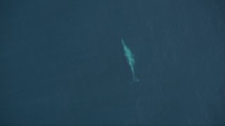 AXSF16_140 - 5K aerial stock footage bird's eye of a whale swimming below surface of the Pacific Ocean