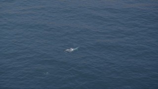 AXSF16_141 - 5K aerial stock footage of following a whale swimming in the Pacific Ocean, California