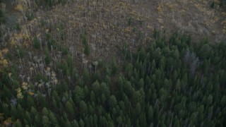 CAP_002_005 - HD stock footage aerial video of a bird's eye view of evergreens and autumn trees in Jackson Hole, Wyoming, twilight