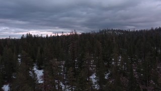 CAP_019_003 - 4K stock footage aerial video of flying over a snowy evergreen forest, Inyo National Forest, California
