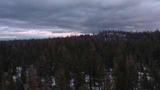 CAP_019_004 - 4K stock footage aerial video of slowly flying over a snowy evergreen forest, Inyo National Forest, California