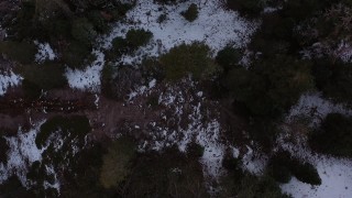 CAP_019_005 - 4K stock footage aerial video of a bird's eye view of a snowy evergreen forest, Inyo National Forest, California