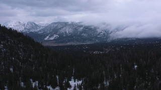 CAP_019_015 - 4K stock footage aerial video fly over evergreen forest to approach distant snowy mountains, Inyo National Forest, California