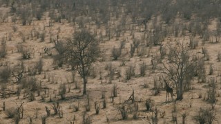 CAP_026_030 - HD stock footage aerial video of orbiting a giraffe in the savanna, Zimbabwe