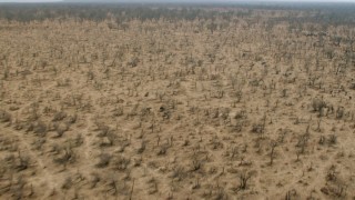 CAP_026_032 - HD stock footage aerial video of approaching a herd of African buffalo in the savanna, Zimbabwe