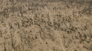 CAP_026_033 - HD stock footage aerial video of flying by a herd of African buffalo in the savanna, Zimbabwe