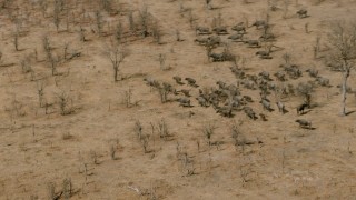 CAP_026_034 - HD stock footage aerial video of circling a herd of African buffalo in the savanna, Zimbabwe