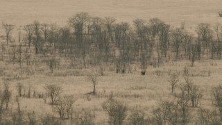 CAP_026_045 - HD stock footage aerial video of passing by elephants in the savanna, Zimbabwe