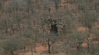 CAP_026_086 - HD stock footage aerial video of orbiting a large tree in the savanna, Botswana