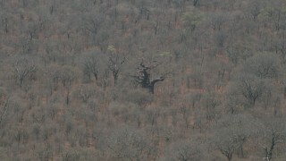 CAP_026_087 - HD stock footage aerial video of orbiting a tall tree in the savanna, Botswana