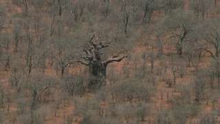 CAP_026_088 - HD stock footage aerial video of circling a tall tree in the savanna, Botswana