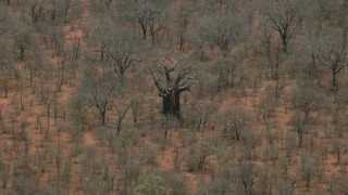 CAP_026_089 - HD stock footage aerial video of circling a large tree in the savanna, Botswana