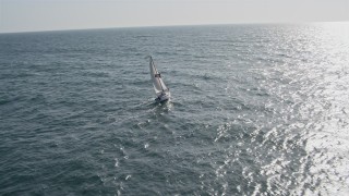 DCA08_156E - 4K aerial stock footage orbit a sailboat by a breakwater in Mission Beach, California