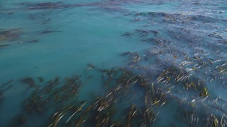 DCSF11_024 - Aerial stock footage of 5K Aerial Video Flying away from floating kelp, Pacific Ocean, Big Sur, California