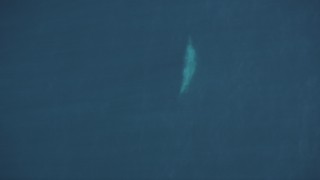 DCSF11_041 - Aerial stock footage of 5K Aerial Video Bird's eye view of a whale swimming beneath ocean surface, Pacific Ocean