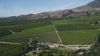 DFKSF01_012 - 5K stock footage aerial video of approaching fields of farm orchards, Fillmore, California