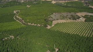 DFKSF01_013 - 5K aerial stock footage of flying by fields of orchards on farms, Fillmore, California