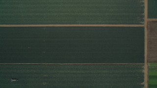 DFKSF02_006 - 5K aerial stock footage of a bird's eye view of crop fields, Santa Maria, California