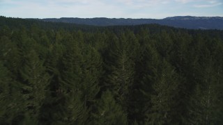 DFKSF06_137 - 5K stock footage aerial video fly over evergreen forest to approach mountain ridge at Point Reyes National Seashore, Olema, California