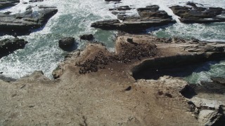 DFKSF15_106 - 5K aerial stock footage of orbiting seals and sea lions on Año Nuevo Island, California