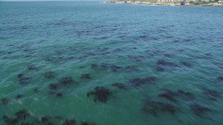 DFKSF15_122 - 5K aerial stock footage of flying over kelp forests, tilt to reveal coastline, Santa Cruz, California