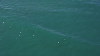 DFKSF15_148 - 5K aerial stock footage orbit seals and seagulls in the ocean, Moss Landing, California