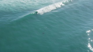 DFKSF15_150 - 5K aerial stock footage of seagulls and seals swimming in the ocean, Moss Landing, California