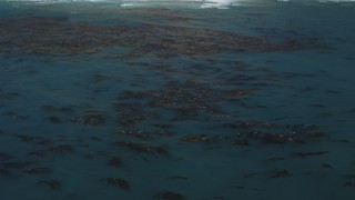 DFKSF16_081 - 5K aerial stock footage of circling kelp floating in the ocean, Big Sur, California