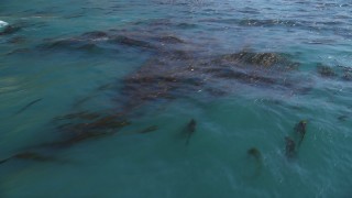 DFKSF16_084 - 5K aerial stock footage of flying away from kelp in the ocean, Big Sur, California