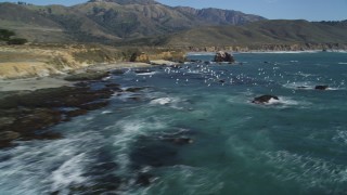 DFKSF16_097 - 5K aerial stock footage of passing by seagulls in flight near the coastline, Big Sur, California