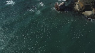 DFKSF16_099 - 5K aerial stock footage of tracking flocks of seagulls flying over the ocean near coast, Big Sur, California